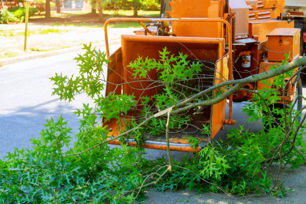 Best Hazardous Tree Removal  in Northwest Harwinton, CT